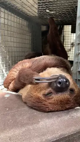 Is anybody else off to slow start today? 🦥💤 #sloth #audubonzoo #sleepyhead #fyp