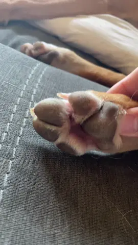 Ruff ruff 🐶 #jolene #toebeans #toebeansong #dogsoftiktokviral #dogdads #puppylove #beagle #retrieverpuppy #boop #bestfriend #indigenousday #pov