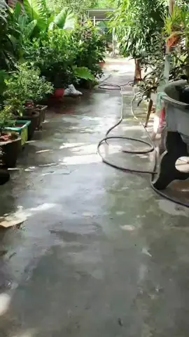 pha quay xe cực gắt ....#quayxe #haiquayxe #đuaxe #cún #hài #hàihước #pet #pets #petlover