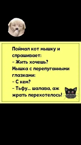 #смех#кошкимышки#юмор#развлечения#рек#топчик