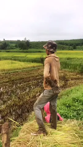 chỗ mn cắt lúa chưa #nongdan81