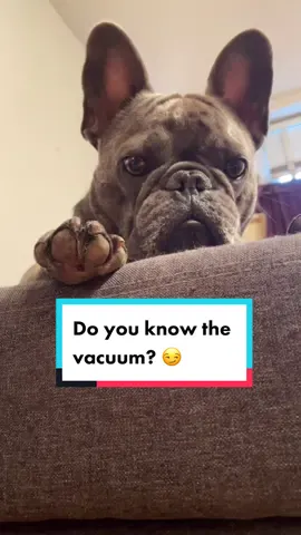 Do you know the vacuum? 😏 #shrek  #muffin #vacuum #ForYouPizza