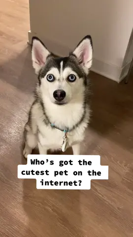 The cutest pet on the internet ❤️ #pomsky #dogsofttiktok #fyp