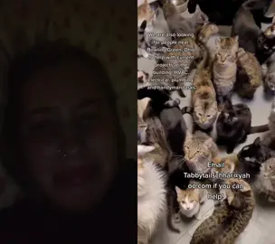 #duet with @theceoofcats I want to adopt them all I can’t stop crying