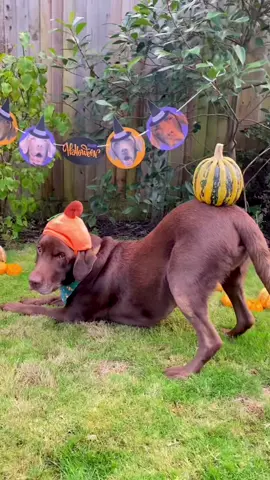 Oliver Pumpkin’s Halloween Workout🏋️🎃 #halloween #goodboy #labrador