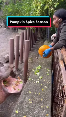 Bombs away! Hippo catches pumpkin and crushes it in 1 bite 🎃 #halloween #tiktokhalloween #zoo #philadelphiazoo #pumpkinspice #hippo #philadelphia