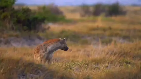 Spotted hyanas captured! These oddly looking animals are among the bigest carnivores in Africa - hyena can weight more than 80 kg! #africawildlife #hyena #naturelover #savanna #safari #bestsafariguide #kenya #kenyatiktok #wildlife #phototripcz #dangerousanimals #animalove #wildlifephotographer