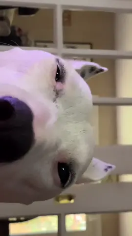 @dojacat last try  #dog