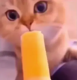 #lick #licks #icecream #cat #caticecream #meme #viral