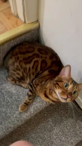 #cat #caughtin4k #fyp