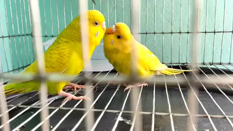 🐦🐦🐦#foryou #foryoupage #tiktokbdofficial #fylpシ