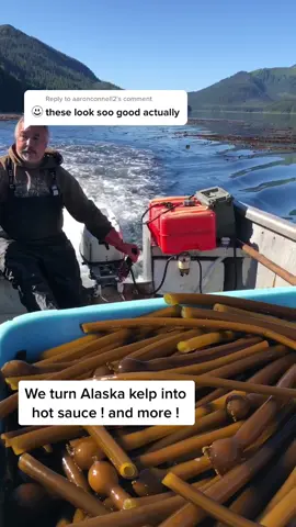 Reply to @aaronconnell2  Have questions about kelp? About us? About anything?! Ask us below! #fyp #barnaclefoods #squidgame #outdoorcheflife