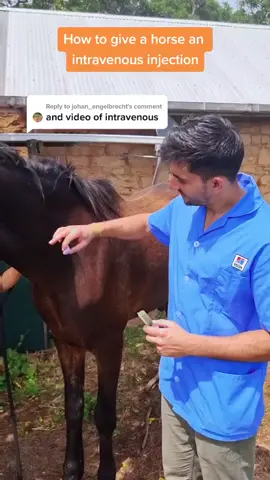 Reply to @johan_engelbrecht How to inject a horse in the vein #howto #horse #vetadvice #horse #injection #fyp #vetsoftiktok