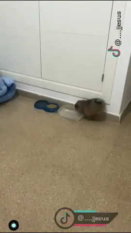 Wee 😅😂🤣 #foryou #foryoupage #لك #длявас #длятебя #당신을위해 #あなたのために #animals #fail #funny
