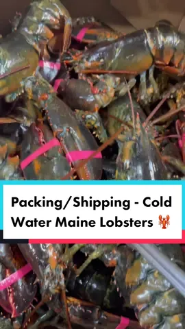 LobsterTok - How we ship Steamed Lobsters 🦞 🇺🇸 #lobster #maine #lobstertok #fresh #viralvideo