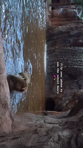 B e a r i z o n a