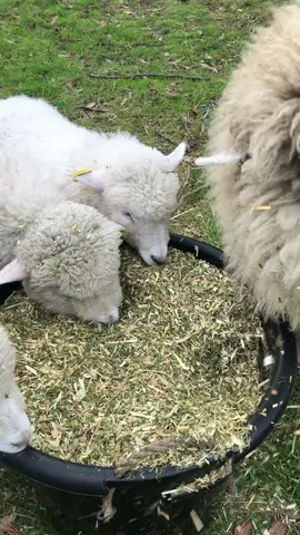 Phoenix has been teaching the bottle fed crew how to steal food made up for the other animals. He was getting frustrated at Norma sucking his ear but was always very gentle when correcting her behaviour.   #sheep #farmlife #elliottdalesheep #fyp #carpetwoolsheep #rbtaustralia #rarebreed #lambs #cute