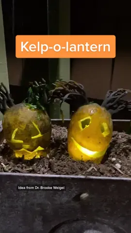 Try this kelp-o-lantern instead of a pumpkin! 🎃 #DIY #halloween #halloweendiy #pumpkincarving #kelp #EcoFriendly #unique #fyp #foryou #fypシ