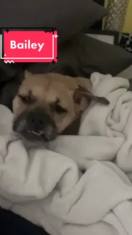 Best teefers!  #blackmouthcur #adopteddogsoftiktok #teefers #teethers