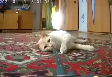 кiт и танк