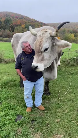 My 77 yr old dad and his Ox Tommy.  Does friendship get any more pure than this ?? #tommytheox #firemanfarmer #farmtok  #smallbunyan #tiktoxen