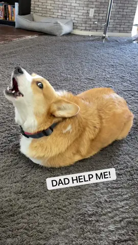 This is a public service announcement to always remember to wash your potatoes #potato #prank #corgi #fyp