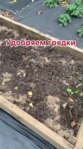 #огородныелайфхаки #надаче #удобрения #грядки #осеньнадаче #дачаогород #огородныехитрости #дачница #работанадаче #органика #дачныйсовет