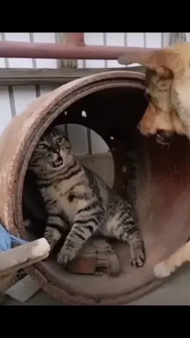 Cat with dog #cat #dog #animals #funny