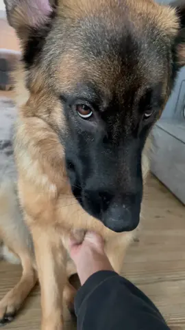 Queen of puppy dog eyes 😍 #germanshepherd #dogsofttiktok #cutedogs #StartUpShowUp #MakeItCinematic #herathegsd #viral #funnydogs