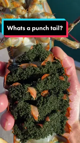 Reply to @joeytaylor653 whats a punch tail? #🦞 #ocean #oceancreatures #fishing #fy #207 #Maine #oceanlife #DidYouKnow #lobsterfishing #commercialfishing #lobster #sustainable #forthefuture #future