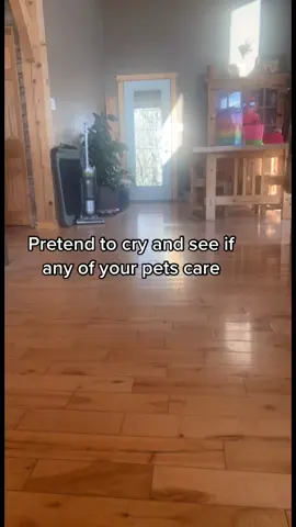 Archie actually came up from the basement! I was pretty dramatic! 😂 DUET THIS! #pretendtocry #pigeon #cat #fyp #trend #cry #crying #pets