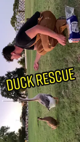 The (domestic) ducks at the park really are free! 👨🏻‍🌾🤝 (full vidya in bïo) #fyp #animalrescue #rescueanimals #birdrescue #duckrescue