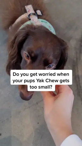 Yak Chew Hack for when your pups chew gets a little to small for them! #yakchew #doghacks #LifeHack #dognutrition #dogsoftiktok #doxiesoftiktok #dachsund #doghealth #nativepet #dogfood #dogsnacks #dogtreats