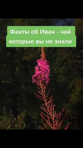 Купить можно в любом магазине и аптеке. Лучше без добавок. Будьте здоровы 😊