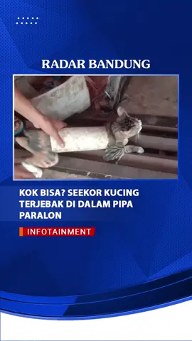 Kok Bisa? 😳 Seekor kucing Terjebak Didalam Pipa Paralon 😂😂 #radarbandung #infotainment VT | @daniagustin2002