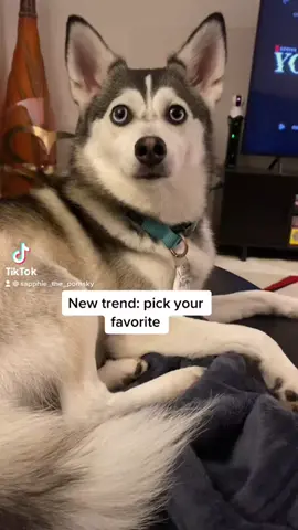 Sapphie picks her favorites 🐶❤️ #dogs #dogsofttiktok #pomsky