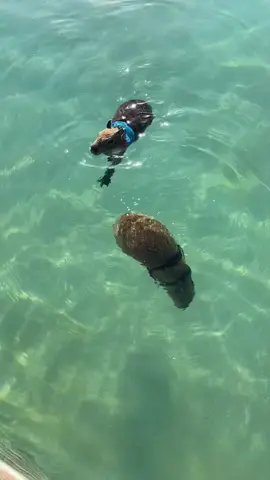 Baby capybara swim! #babyanimals #notpets #zookeeperlife #swimlessons #justkeepswimming #worldslargestrodent #capybara #rodentsoftiktok #underthesea #fyp #foryoupage #myfinALLYmoment