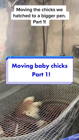 The chicks we hatched are growing!!! So is their pen. #chicks #timetomove