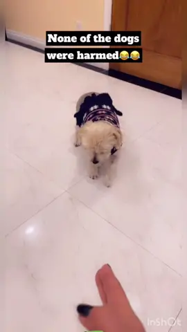 #dogs#of#tiktok#funny#fyp#viral#