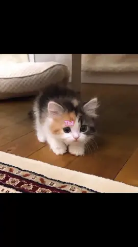 #котикисамыелучшие #люблюкотиков #мьюшкимои #мьюшкикотики #девушкилучшие #люблюженщин