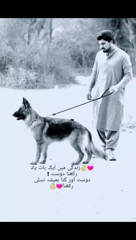 #bewafa  #dost  #sey  #wafadar #Kutta #bekhtar #hai @afnanikhan @hafeezullahkhan0007 @hamidpakhtoon2