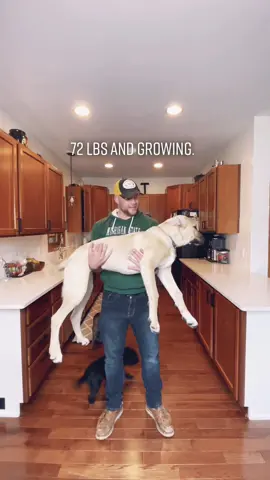 Here’s a baby Anatolian that’s bigger than most full grown dogs! #dogsofttiktok #pettok #iwouldliketoseethebaby #mandalorian #anatolian