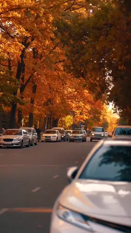 любите осень? Бишкек 🖤 #recommendations #рекомендации #рек  #bishkek #autumn