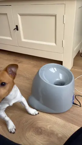 Jack Russells are so smart #jackrussell #dog #puppy