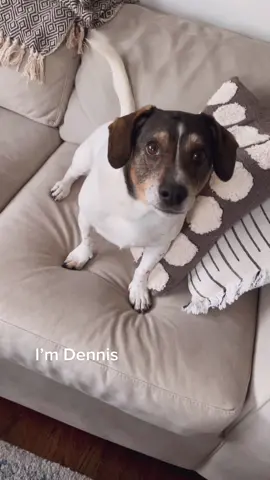 Great success. Inspo @zerothedoxie. #dogtok #dogsoftiktok #funny #SaveIt4TheEndZone #dogmom #rescuedog