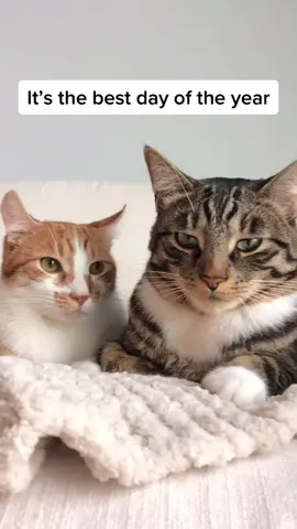 Let’s be real, we do this every day 💅🏼 #catsoftiktok #fyp #KFCSecretMenuHacks