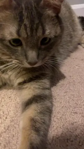 Laser pointer workout #fatcat #cat #crosseyed #crosseyedcat #catlover #🥺 #laserpointer #fyp