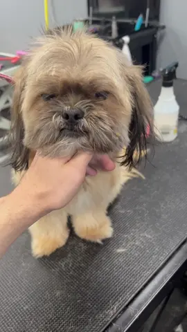 Vanna the shi-mix. such an angel :) #fyp #doggrooming