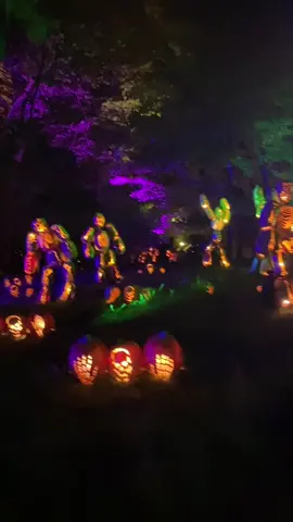 Over 7,000 carved pumpkins 🎃 #nyc #nyclife #pumpkinpatch #spookytok