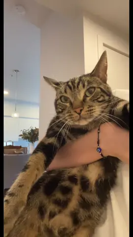 He can be such a bully! #fyp #foryou #foryoupage #catsoftiktok